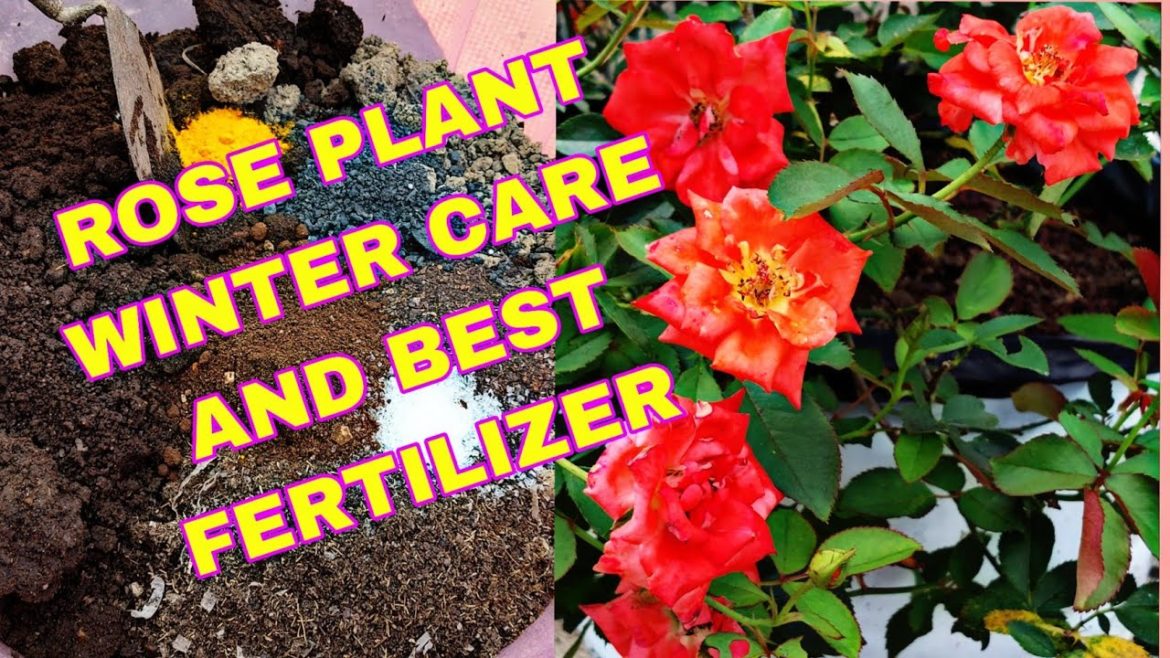 OUR TERRACE GARDEN ROSE PLANTS|| WINTER CARE FOR ROSE PLANTS|| BEST FERTILIZER FOR ROSE PLANTII OUR TERRACE GARDEN ROSE PLANTS|| WINTER CARE FOR ROSE PLANTS|| BEST FERTILIZER FOR ROSE PLANTII