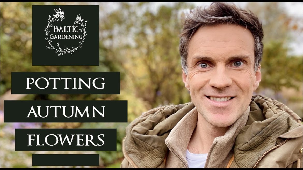 Autumn pot garden. Potting autumn flowers. Arranging pots. Garden videos. Baltic Gardening Autumn pot garden. Potting autumn flowers. Arranging pots. Garden videos. Baltic Gardening