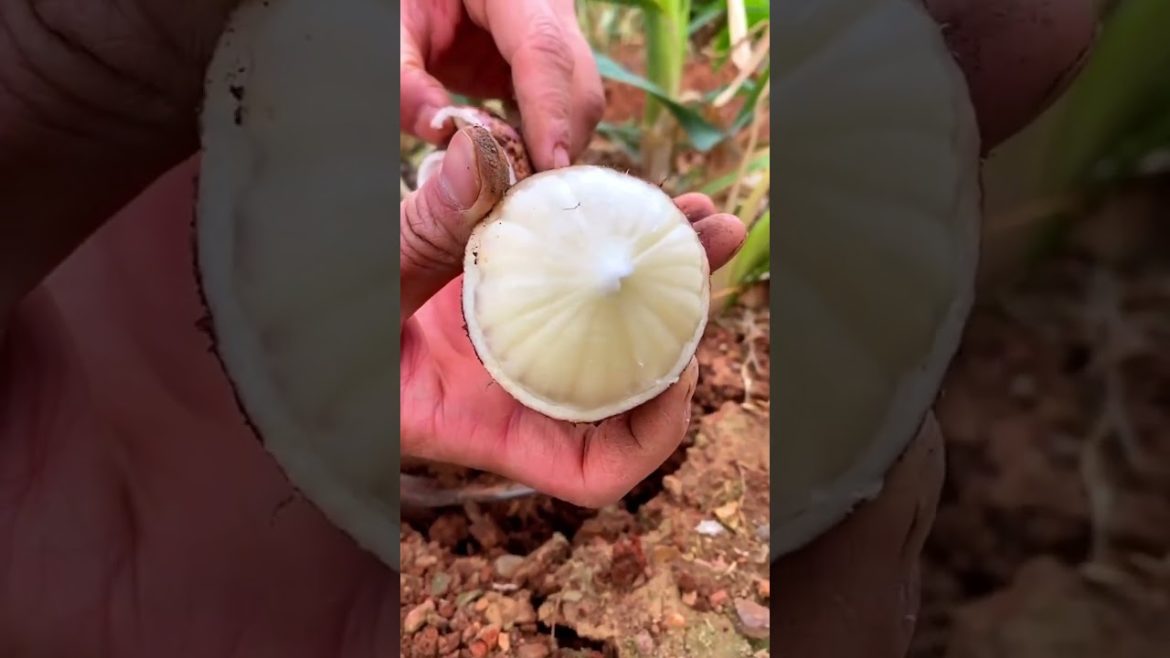 Special Garlic variety #shorts #agriculture