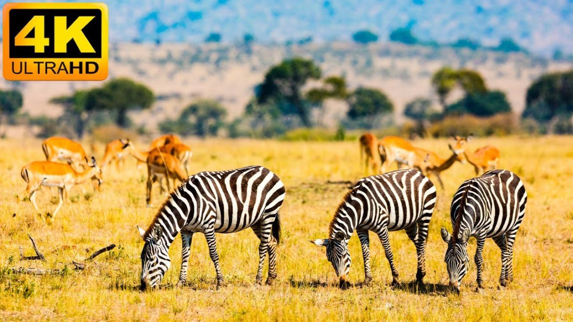 4K African Wildlife: Ranomafana National Park - Scenic Wildlife Film With Real Sounds