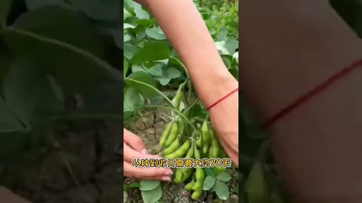 Life style garden vlog| idea sharing vegetalbe