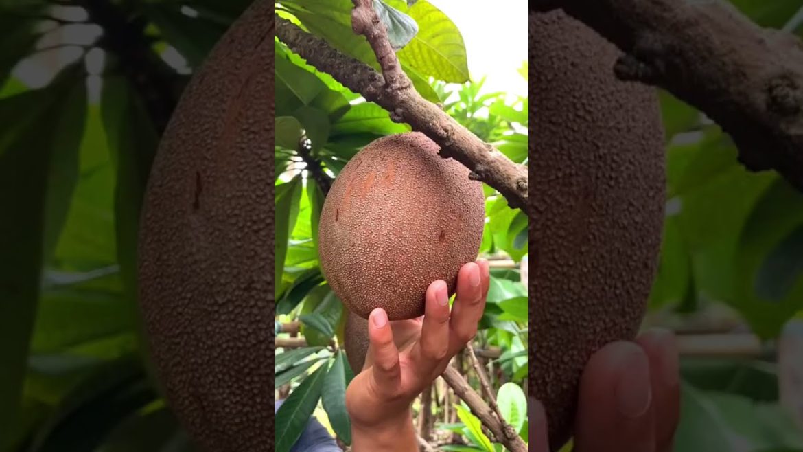 Sapodilla fruit tree #fruit #gardening