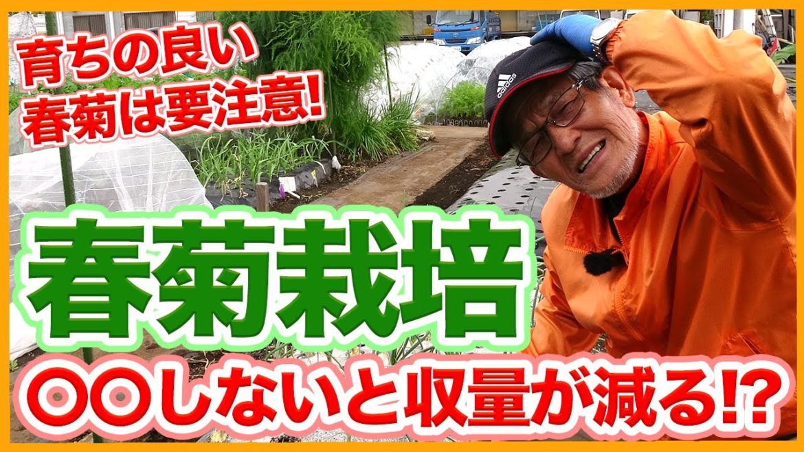 家庭菜園や農園の春菊栽培は◯◯しないと収量が減る!?育ち過ぎたら要注意!11月春菊の育て方を徹底解説!/How to deal with overgrown garland chrysanthemum 家庭菜園や農園の春菊栽培は◯◯しないと収量が減る!?育ち過ぎたら要注意!11月春菊の育て方を徹底解説!/How to deal with overgrown garland chrysanthemum