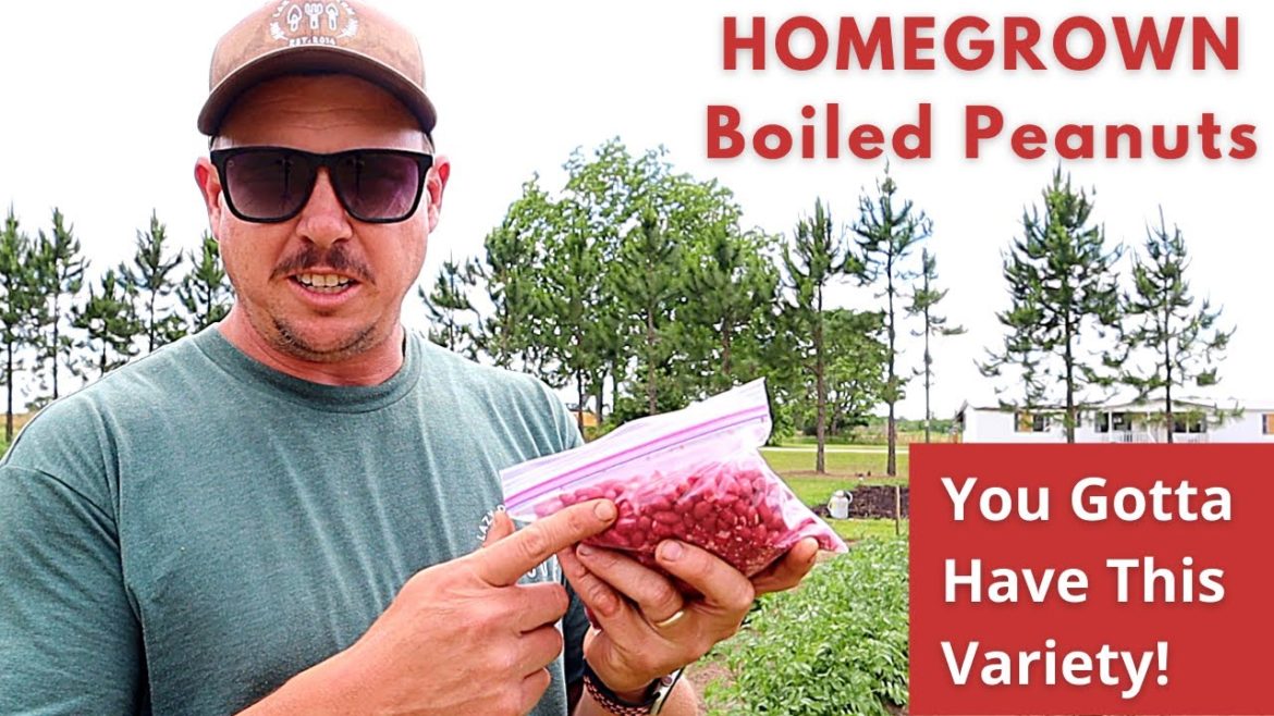 Who Doesn't Like Boiled Peanuts?! | Backyard Garden Planting