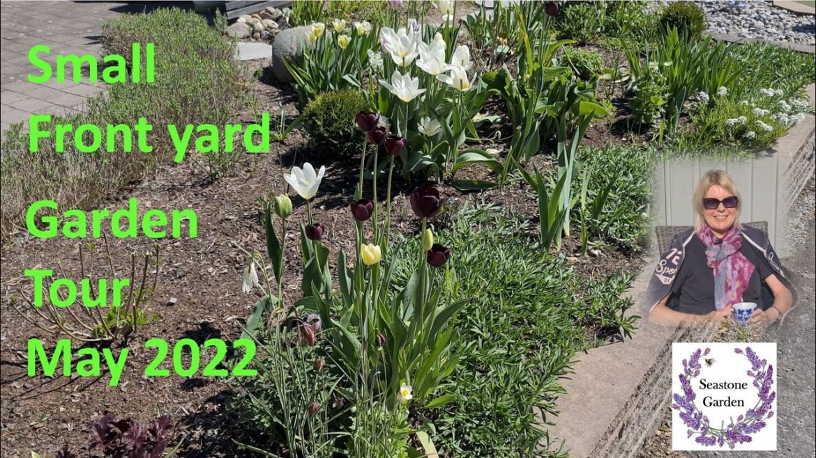 My small suburbian front yard, garden tour May 2022. Tulips and hyacints.