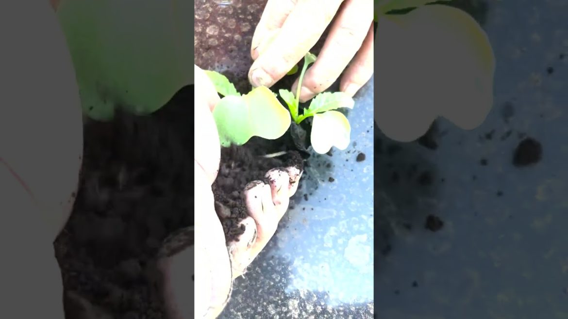 家庭菜園でやりたい!厳寒期の冬に強い大根栽培の間引き #shorts /Tips for growing winter radishes from a Japanese farmer. 家庭菜園でやりたい!厳寒期の冬に強い大根栽培の間引き #shorts /Tips for growing winter radishes from a Japanese farmer.