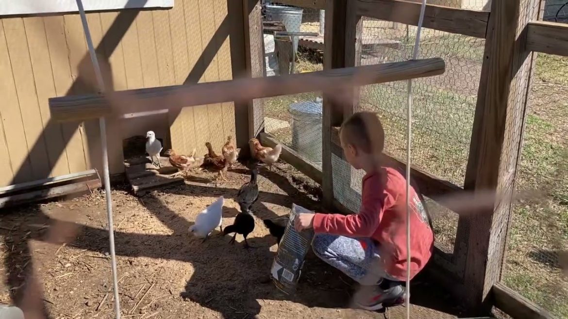 Grandson with Chickens!