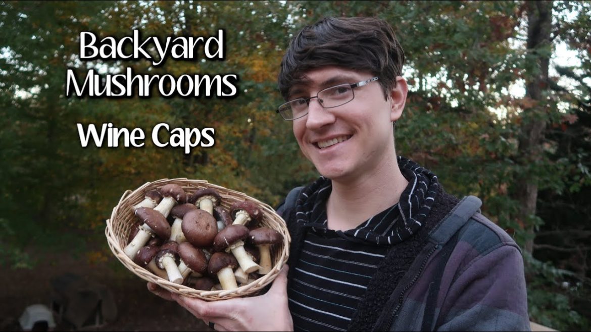 Backyard Winecap Harvest | Stropharia rugosoannulata | Mushroom Identification & Cultivation