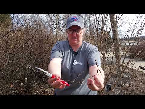 Garden Tips: Eastern Tent Caterpillars Garden Tips: Eastern Tent Caterpillars
