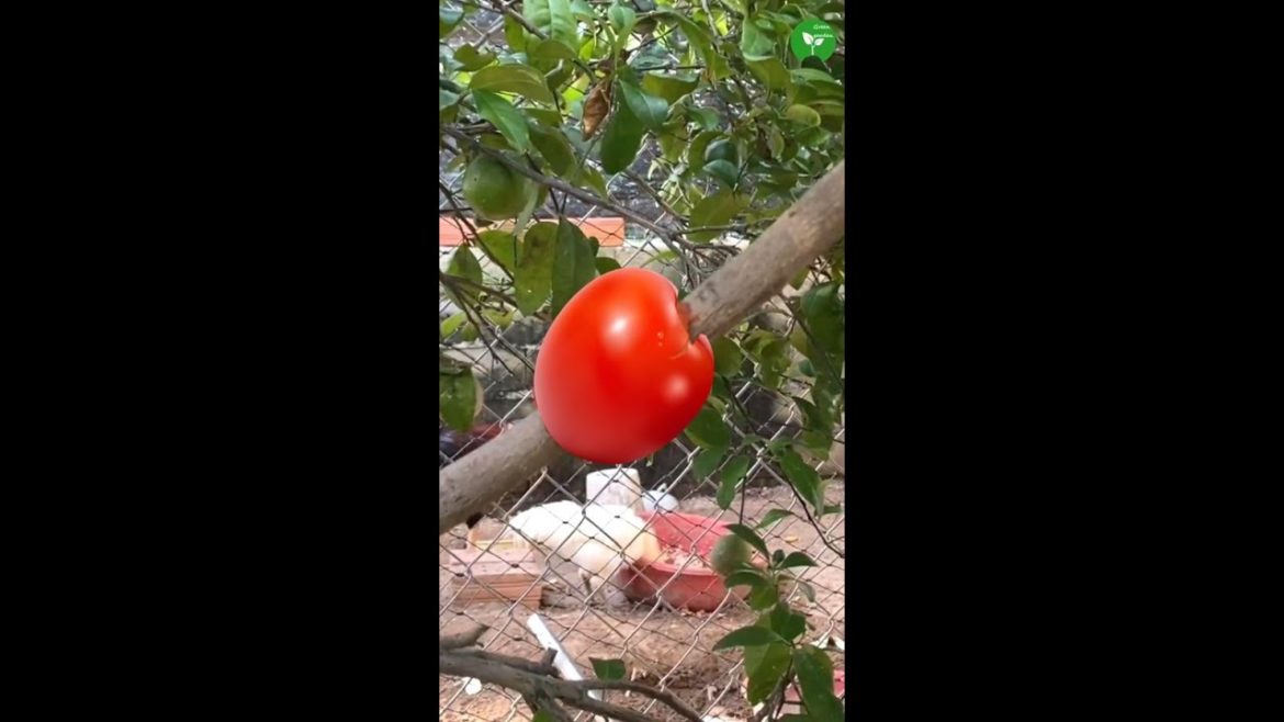 Amazing Method | Air layering Lemon Tree by Tomato using plastic cup #shorts #garden #trending