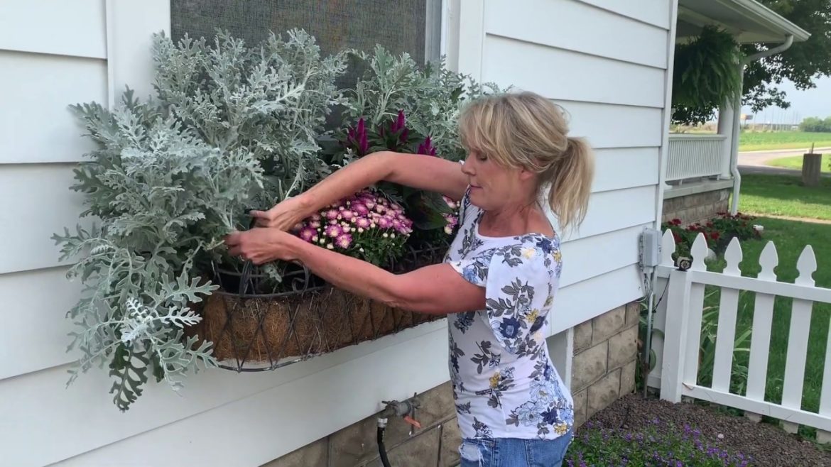 How to create a beautiful window boxs: Container gardening How to create a beautiful window boxs: Container gardening