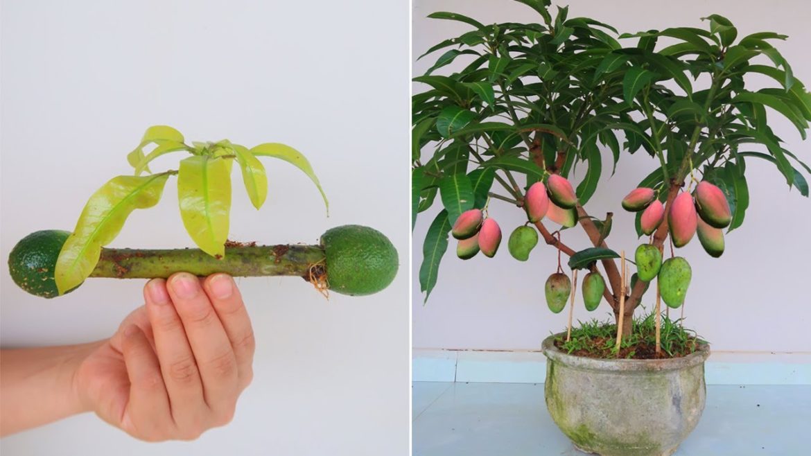 How to grow Mango from cuttings with lemons for beginners
