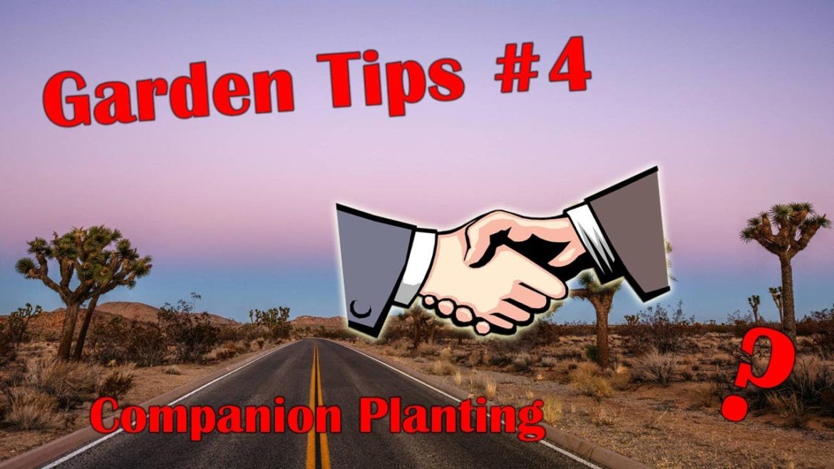 Garden Tips #4. Companion Planting - How to keep bugs off your tomatoes and other garden plants.
