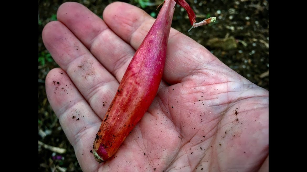 CONTAINER GARDENING ~ PLANTING SHALLOTS