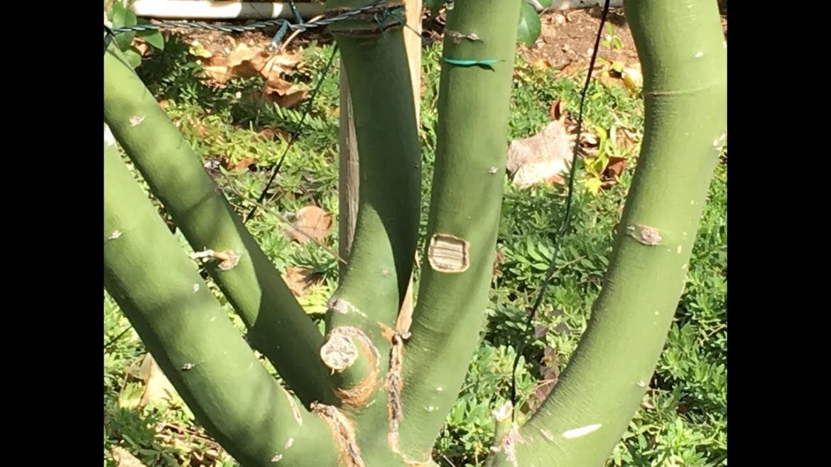 Animal Damage on Retama |Daphne Richards |Central Texas Gardener