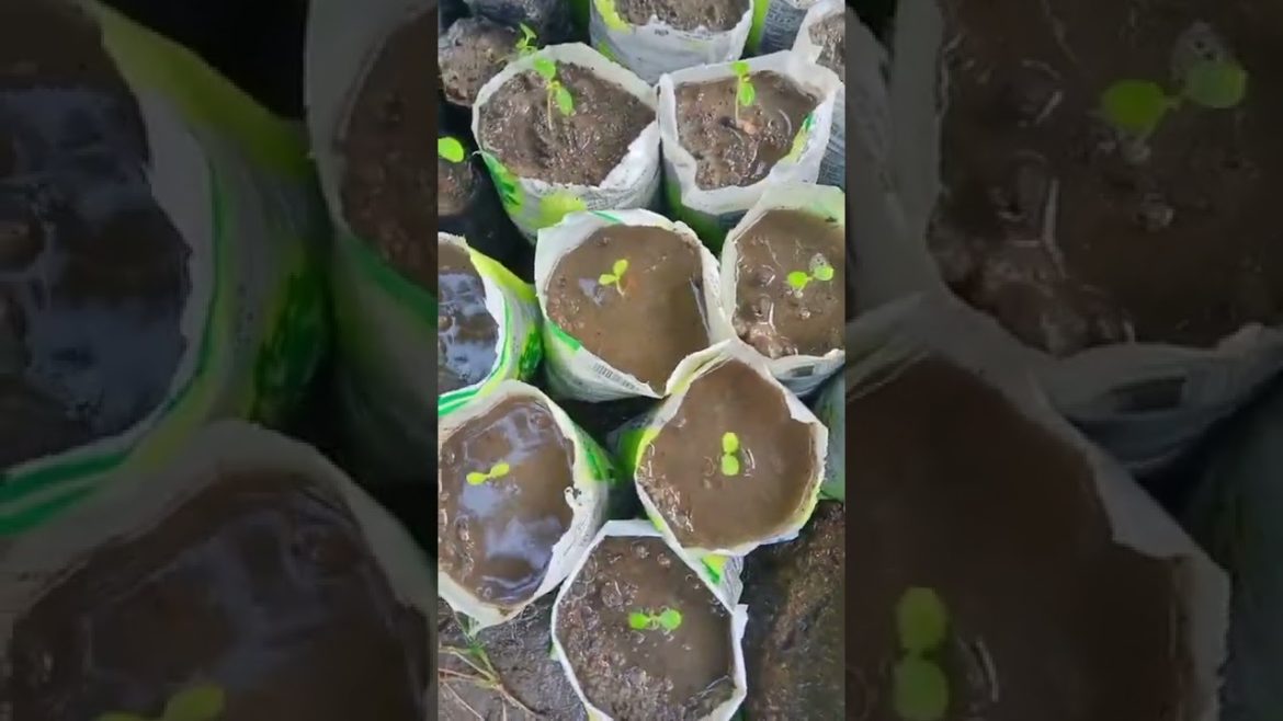 How to Grow Papaya from Seeds Nursery Secret. #gardeningtips #growth #green #gardening  #flowering