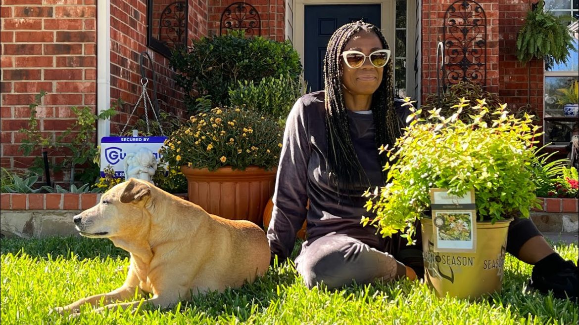 Container gardening with shrubs, pansies, cabbage and in ground Mums