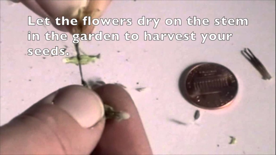 Garden Tips – How to Harvest Romaine Lettuce Seeds Garden Tips - How to Harvest Romaine Lettuce Seeds