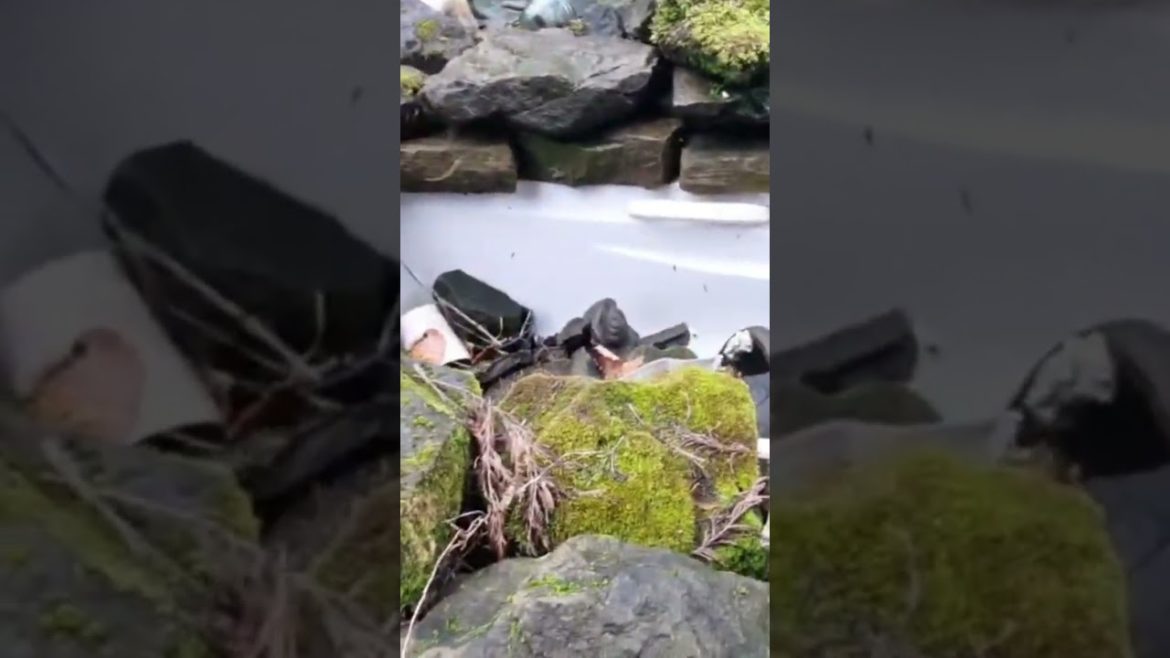 Abandoned Oaklands Mansion Japanese Garden Alderley Edge