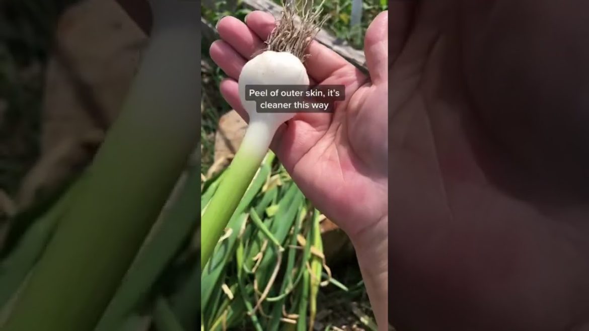 How to Know When Garlic is Ready to Harvest #shorts #gardeningtips #gardening