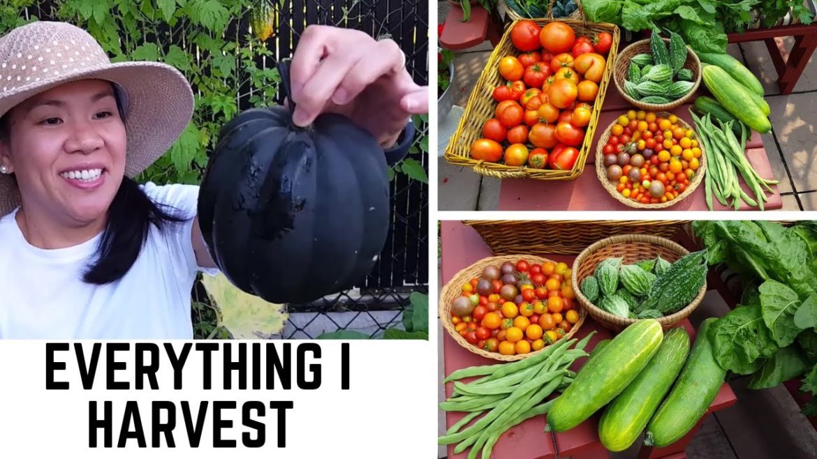 SMALL BACKYARD GARDEN | So much to harvest from our small backyard | Gardening in zone 5A