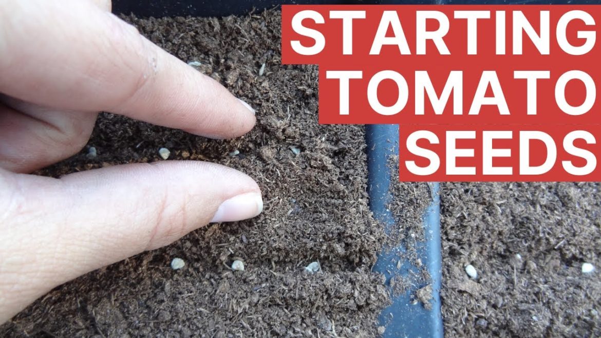 Growing Tomatoes From Seed | Florida Gardening 101 Growing Tomatoes From Seed | Florida Gardening 101