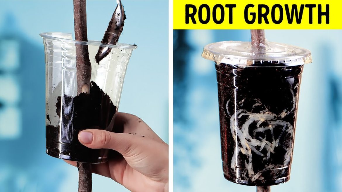 The Fast Ways To Grow Your Plants 🌳 || Gardening Tips For Everyone