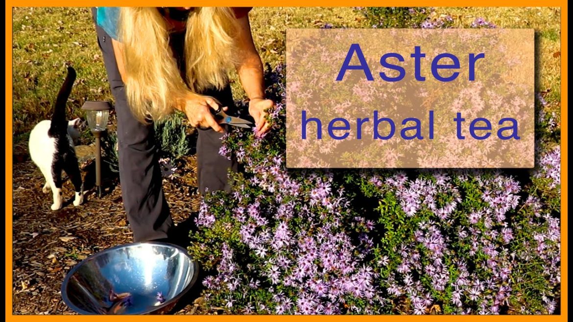 Kaye Kittrell: Harvest and Dry ASTER BLOOMS for TEA Harvest and Dry ASTER BLOOMS for TEA