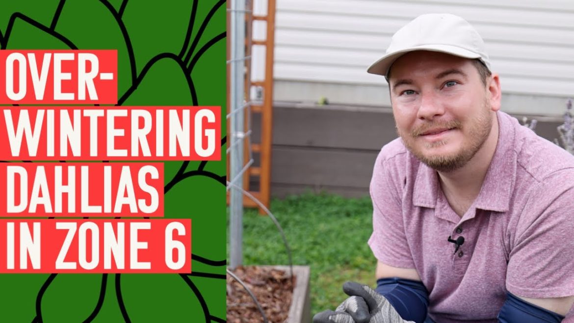 Overwintering Dahlias in Zone 6 Experiment | The Southerner's Northern Garden Overwintering Dahlias in Zone 6 Experiment | The Southerner's Northern Garden