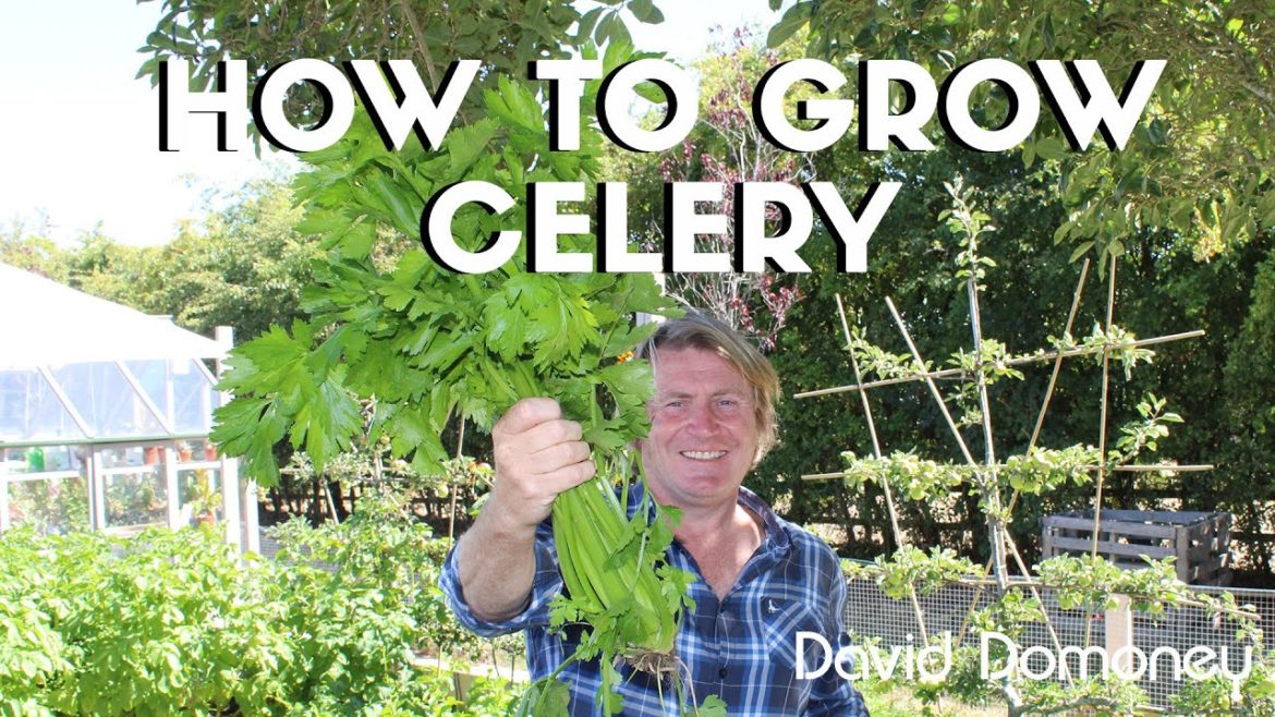 How to grow celery in your garden with David Domoney