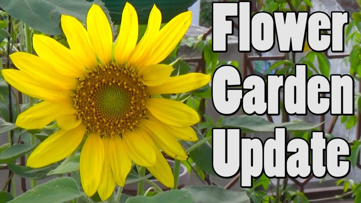 Flower Garden Update and Some Summer Tips | Gardener World
