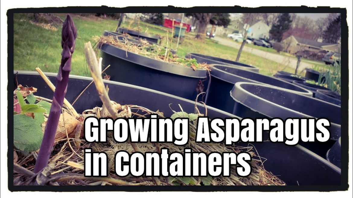Front Yard Container Garden: Growing Asparagus in Containers Front Yard Container Garden: Growing Asparagus in Containers