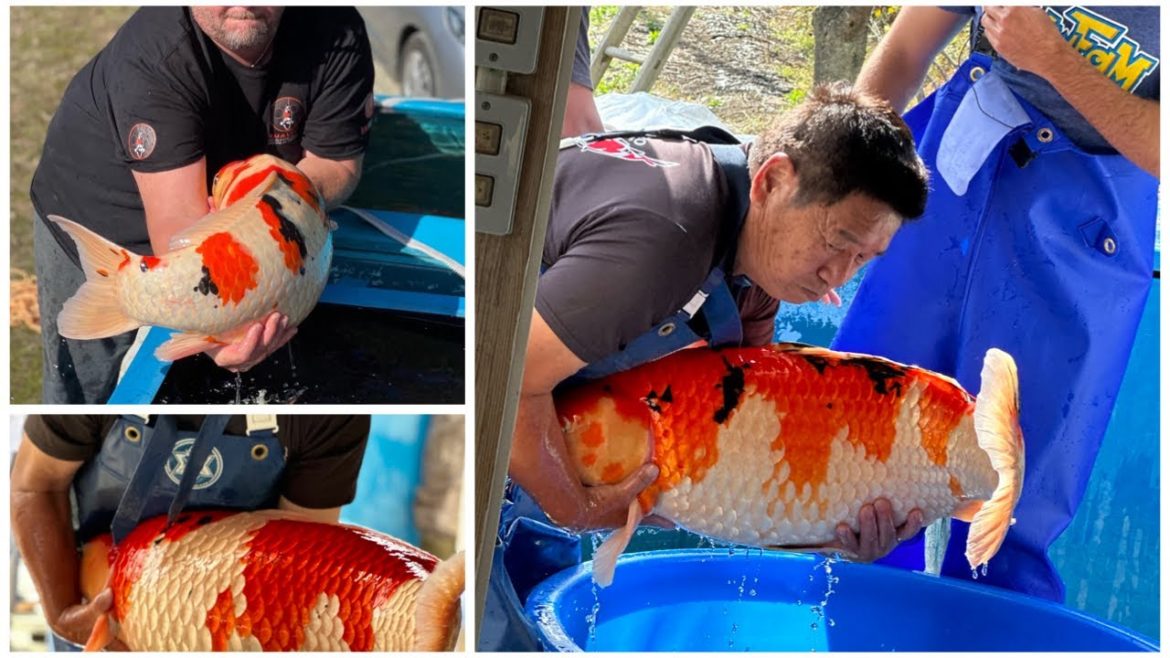 SHINTARO NUMBER ONE JUMBO KOI POND!! THE BIG ONE!!!