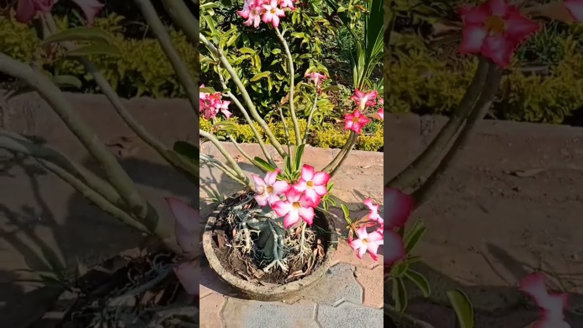 how look my adenium bonsai #shorts