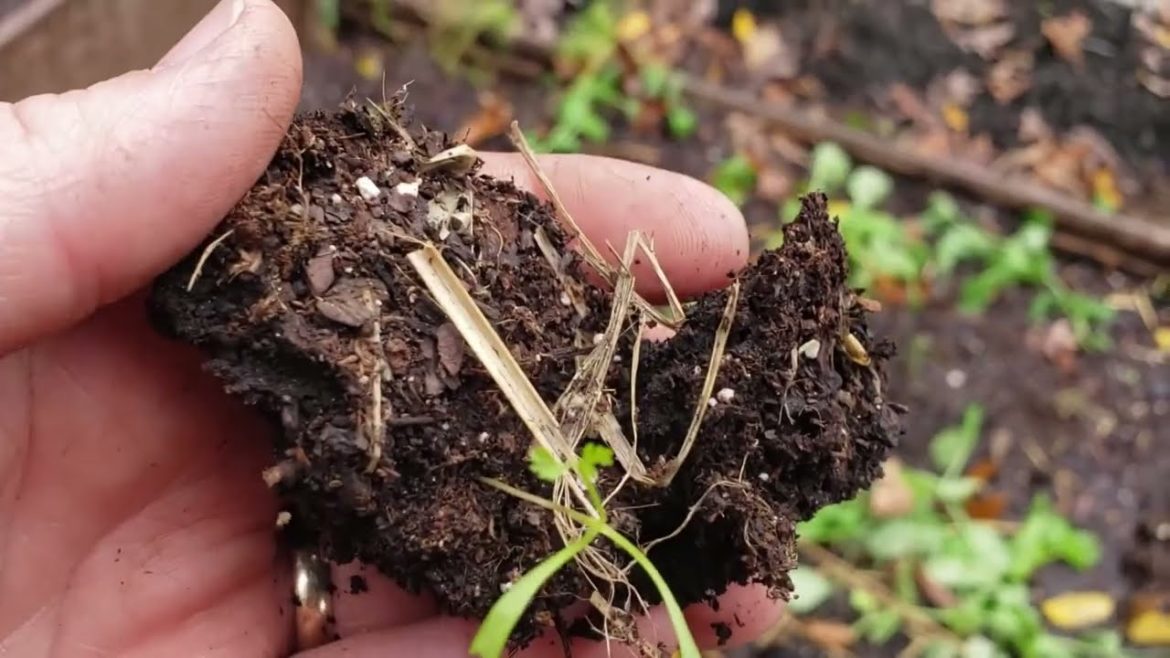 Garden Work Continues | Transplanting Peas, Carrots, and Broccoli | Sowing Radishes