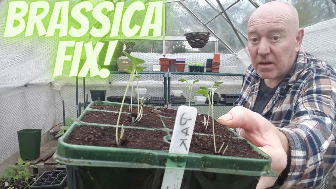 Brassica Fix [Gardening Allotment UK] [Grow Vegetables At Home ]