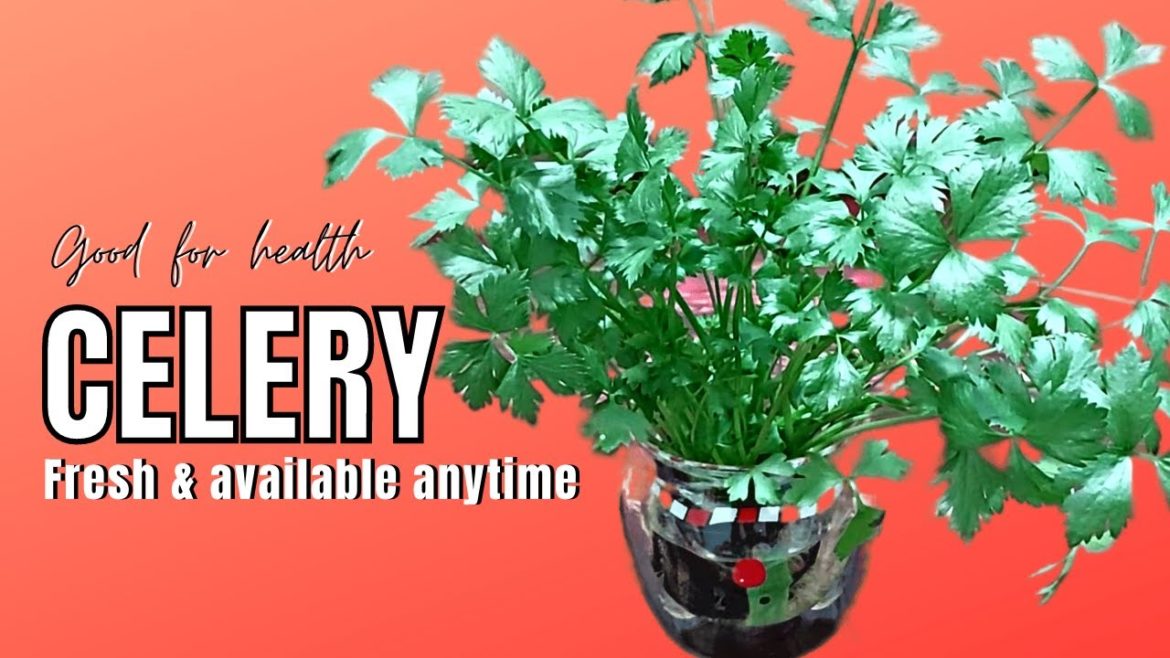 Leaf Celery - Seledri - Daun Sop