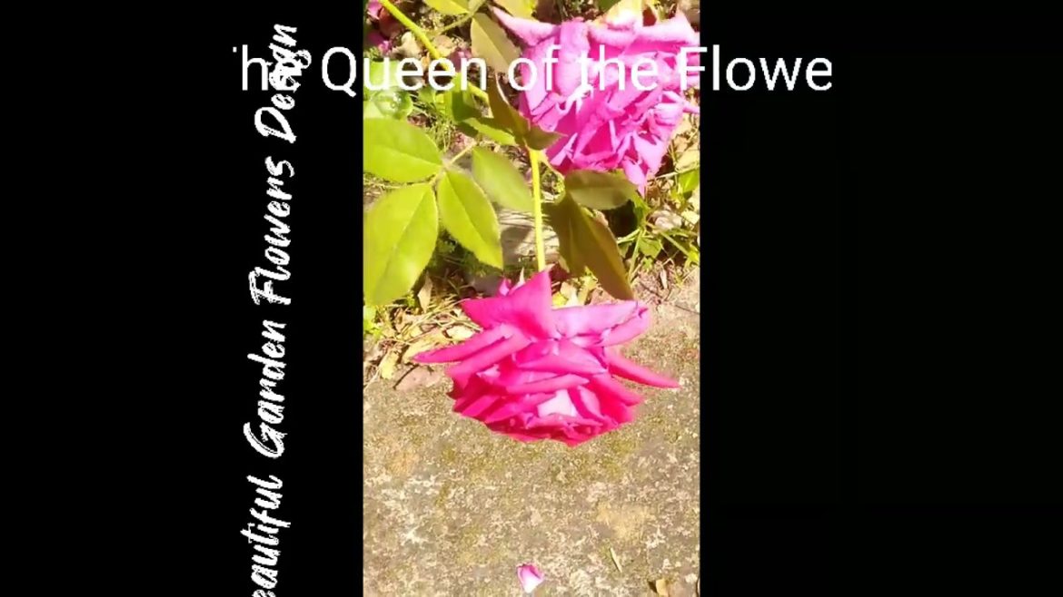 Beautiful Garden Design with Rose 🌹🌹🌹. Secret tips of big size Rose 🌹. Beautiful Garden Design with Rose 🌹🌹🌹. Secret tips of big size Rose 🌹.