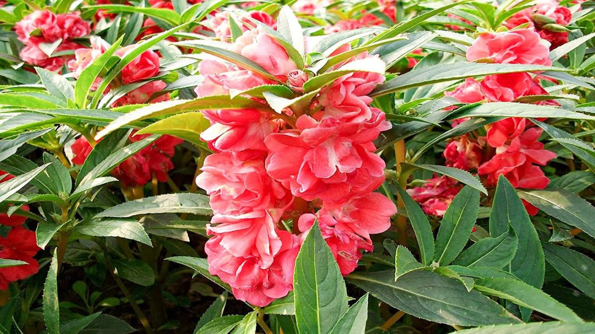 Balsam GRWON IN RIVER SOILGarden Tips. Balsam GRWON IN RIVER SOILGarden Tips.