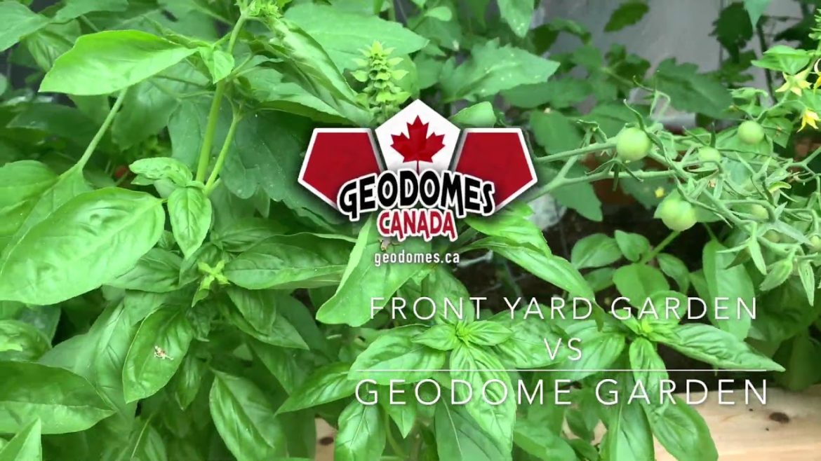 Front Yard Garden Vs Geodome Garden Front Yard Garden Vs Geodome Garden