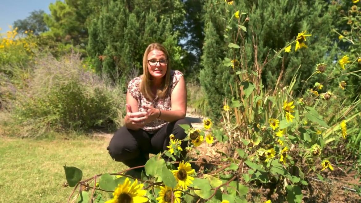 Soil Bioremediation & Sustainability