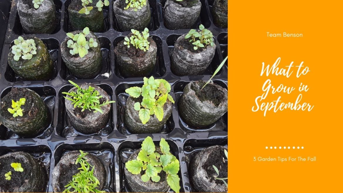 What to Grow in September and 3 Garden Tips For The Fall