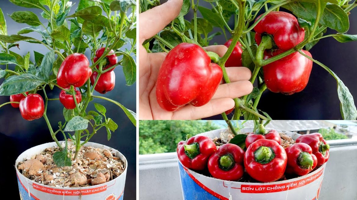 Tips to care and restore bell pepper plants, many fruits and easy for beginners