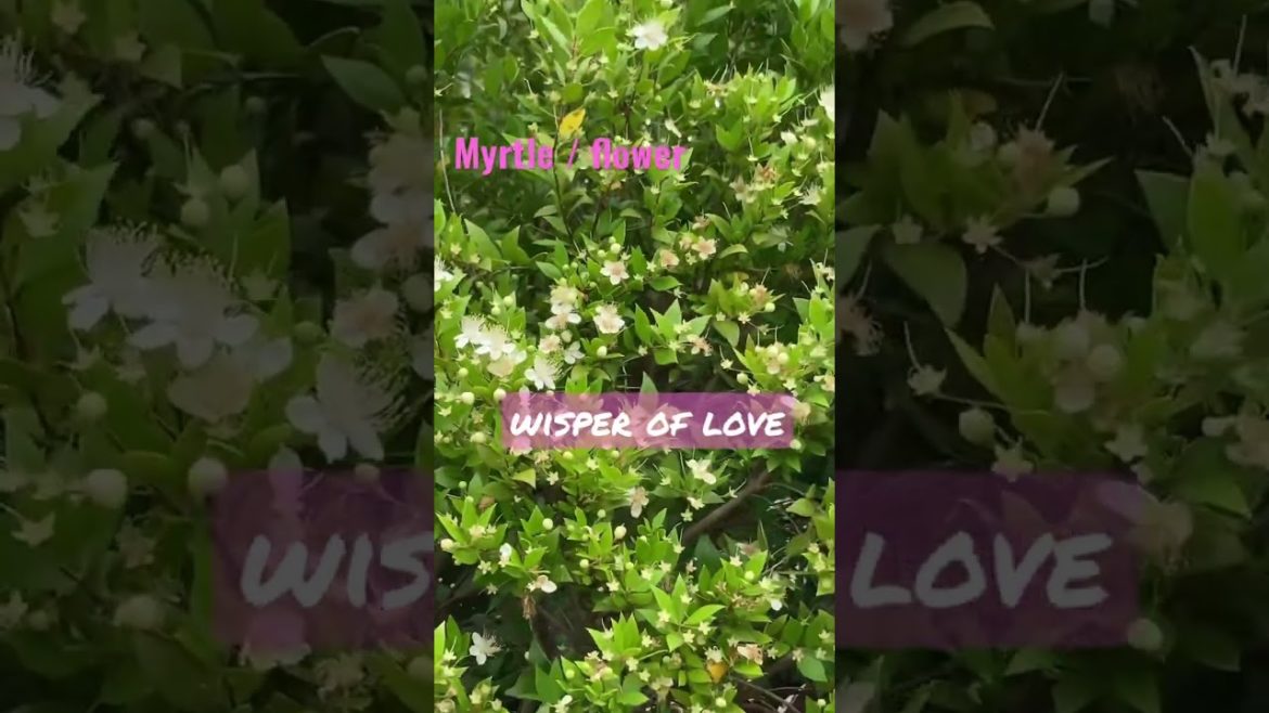 Myrtle / flower  wisper of love