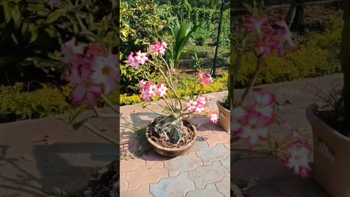 flowers on my adenium bonsai #shorts