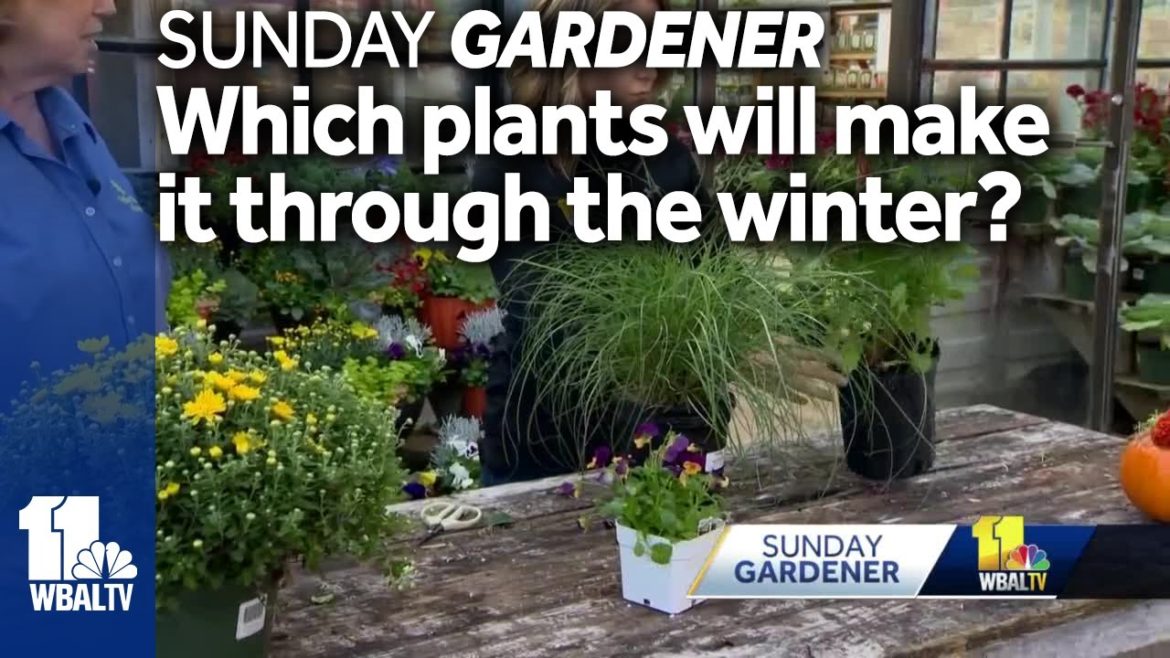 Sunday Gardener: What plants will make it through the winter?