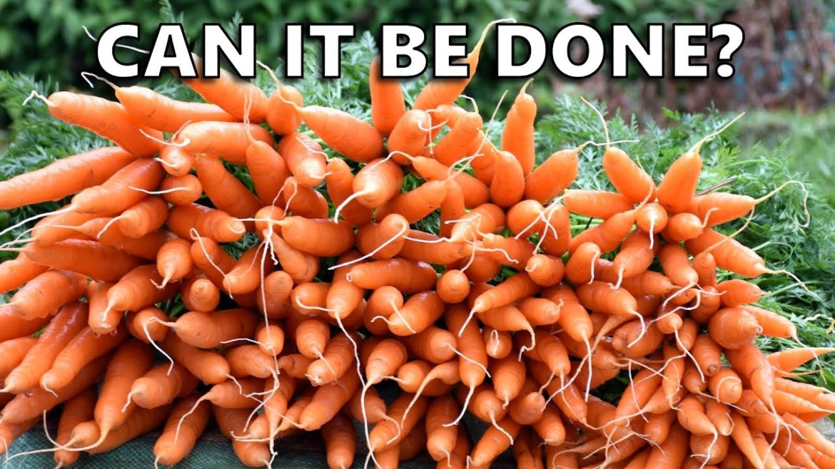 GROWING ROOT VEGGIES IN WICKING TUBS?🥕