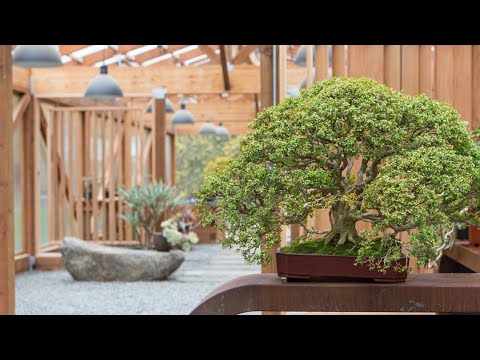 How to Make a Boxwood Bonsai Ft. Rodney Clemons How to Make a Boxwood Bonsai Ft. Rodney Clemons