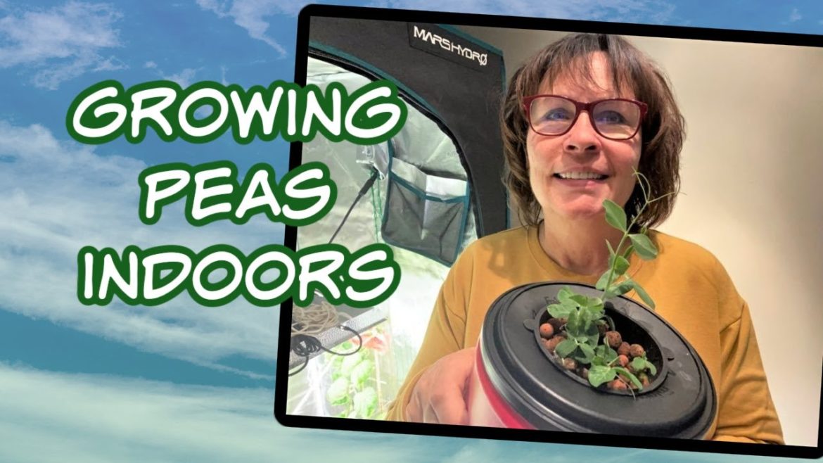Growing Peas Indoors in Winter - Grow Tent Gardening