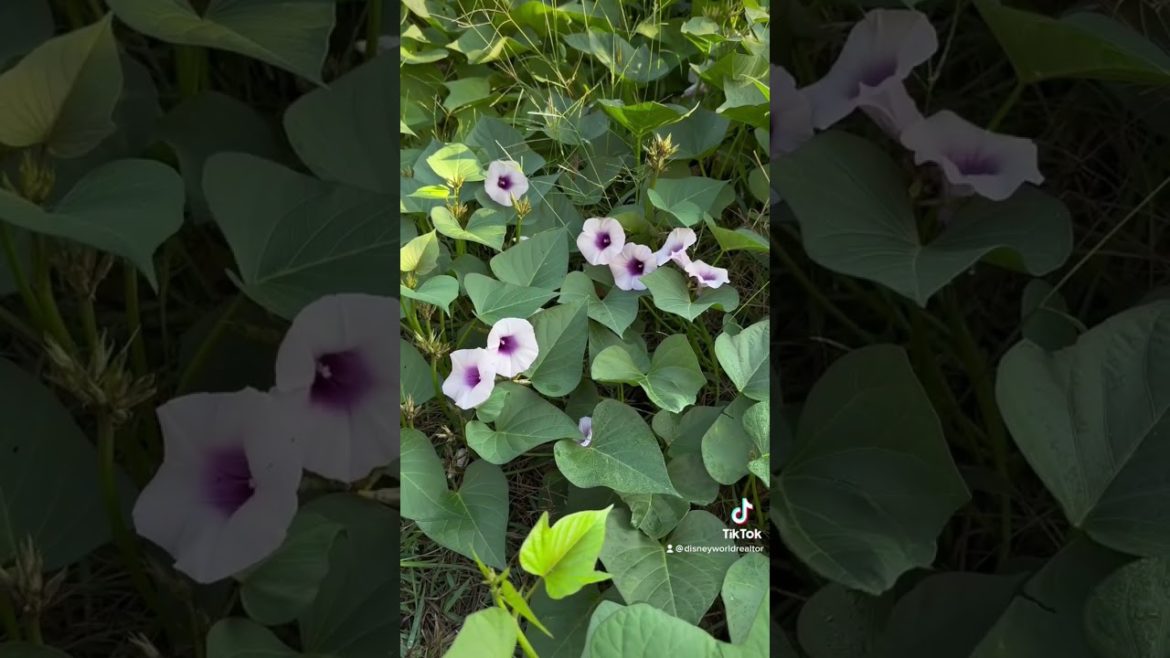 Japanese sweet potato plant update! There are FLOWERS!! #japanesesweetpotato #organicgardening